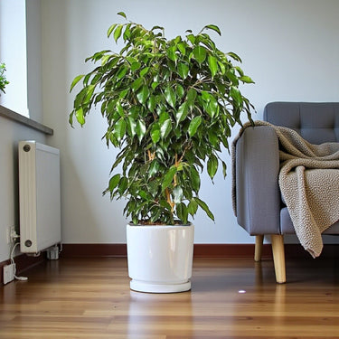 Ficus Benjamina – Danielle 9