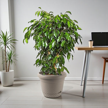Ficus Benjamina – Danielle 5