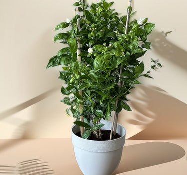 Jasmine Good Smelling