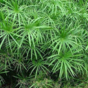 Cyperus Alternifolius, Umbrella Papyrus 2