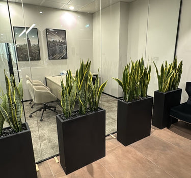 Office Plants Snakeplant in Fiber
