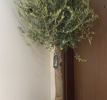 Olive Tree Big Trunk in Ceramic