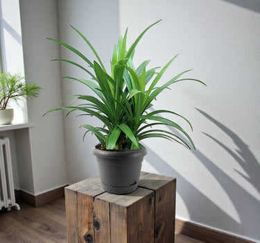 Pandanus Baptistii Green 2