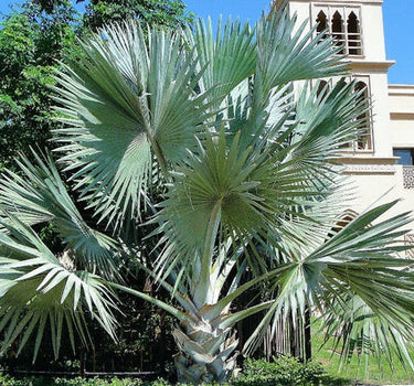 Bismarckia nobilis – Bismarck Palm