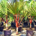 Latania lontaroides – Red Latan Palm 2