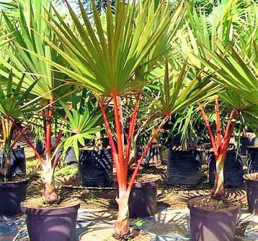 Latania lontaroides – Red Latan Palm 2