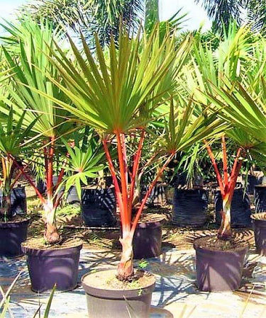 Latania lontaroides – Red Latan Palm 2