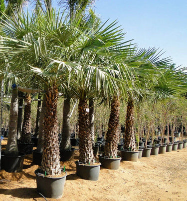 Copernicia prunifera – Wax Palm (Caranday Palm) 5