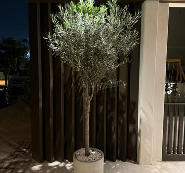 Olive Tree - Fiber Pot