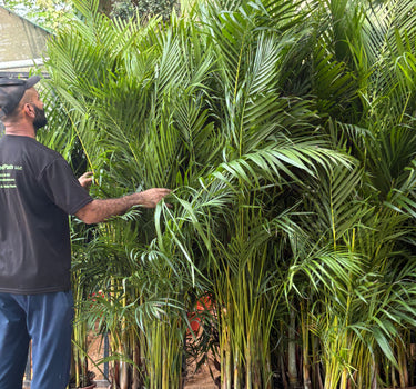 Areca Palm Medium 160-180cm