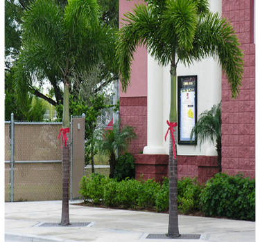 Wodyetia bifurcata – Foxtail Palm