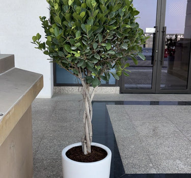 Ficus twisted Outdoor plant