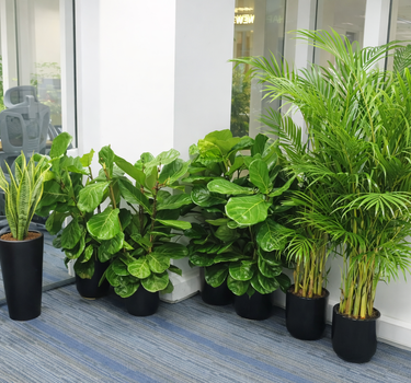 Office Plants Bundle -8 plants