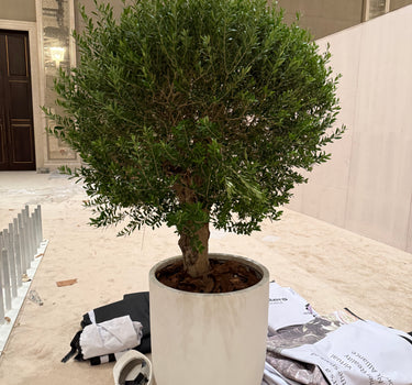 Olive Tree Premium 3m