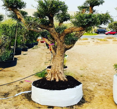 Bonsai Olive
