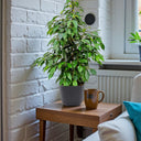 Ficus Benjamina – Danielle 3