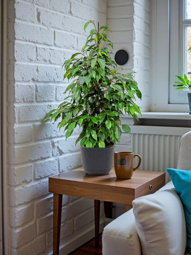 Ficus Benjamina – Danielle 3