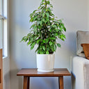 Ficus Benjamina – Danielle 4
