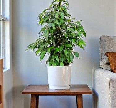 Ficus Benjamina – Danielle 4