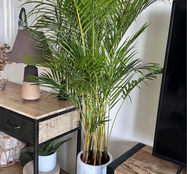Areca Medium 160-170cm