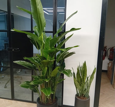 Office Plants Bundle Birds of Paradise + Snakeplant