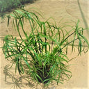 Cyperus Alternifolius, Umbrella Papyrus 1