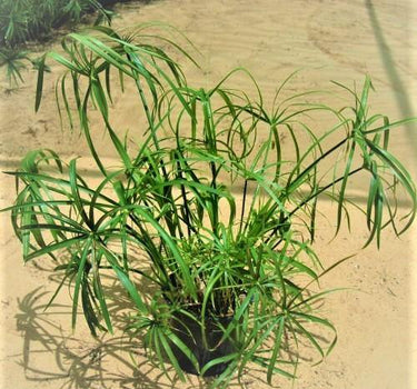 Cyperus Alternifolius, Umbrella Papyrus 1