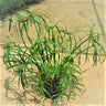 Cyperus Alternifolius, Umbrella Papyrus 1