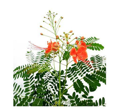 Caesalpinia pulcherrima – Peacock Flower (Barbados Pride) 2