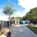 Callistemon Viminalis – Bottle Brush Tree 1