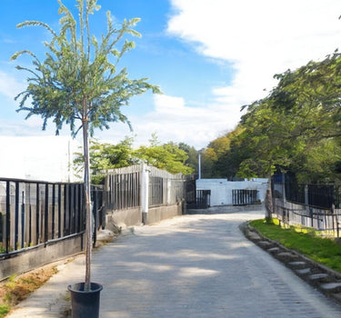 Callistemon Viminalis – Bottle Brush Tree 1