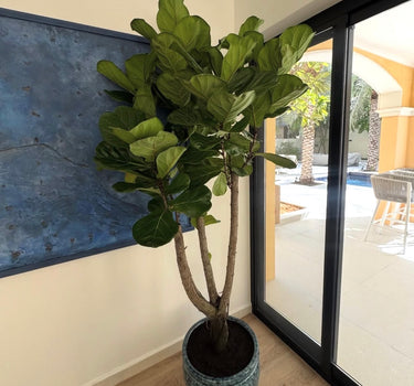 Fiddle Fig Tree in Luxury Ceramic Pot Plants UAE
