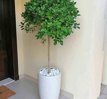Ficus Single head