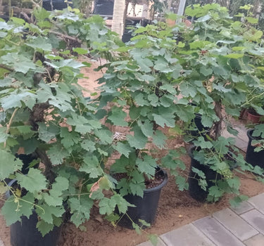 Vitis vinifera Or Grapes Vine - Mediterranean Vineyard