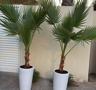 Washingtonia Palm tree