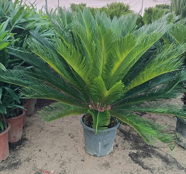 Cycas Big