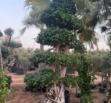 Giant Bonsai - Macro Design 3M