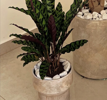 Prayer plant in rustic