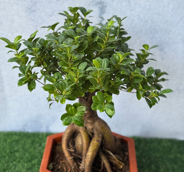 Bonsai Table Plant Collectible