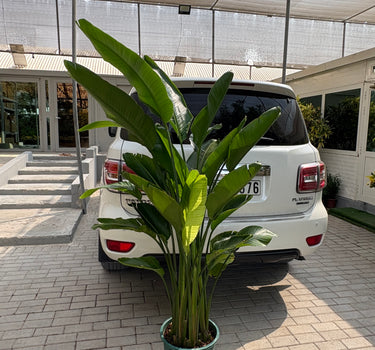 Birds of Paradise Big 160-180cm Premium