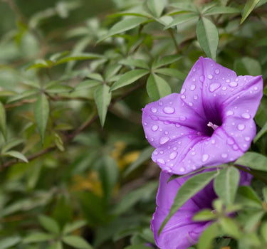 Ipomoea cairica – Cairo Morning Glory – Coast Morning Glory 2