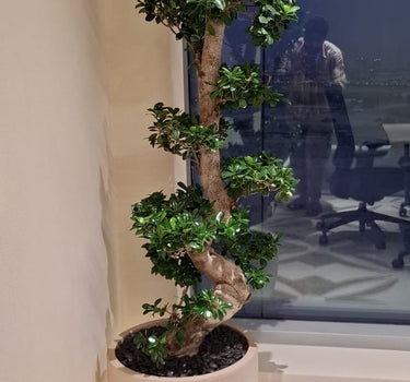Japanese Bonsai s-shape Premium in fiber beige