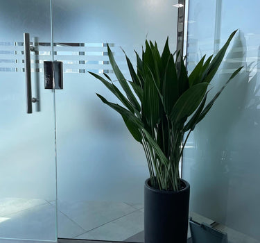 Cast Iron Plant in Long Small