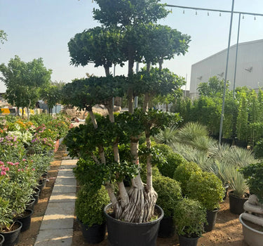 Giant Bonsai - Macro Design Trunk