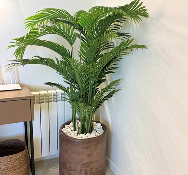 Artificial Areca in Rustic