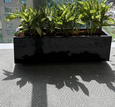 Office Plants in Rectangle Pot