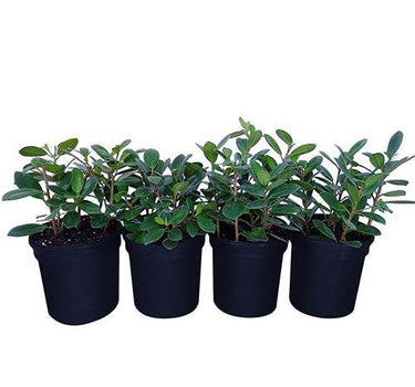 Ficus Hawaii “Green Island” – Hardy and Elegant Groundcover Shrub 2