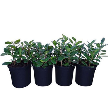 Ficus Hawaii “Green Island” – Hardy and Elegant Groundcover Shrub 2
