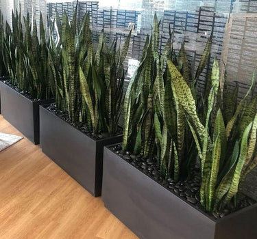 Office Plant in Black Pot