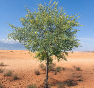 Acacia Arabica – Gum Arabic Tree / Babul Tree